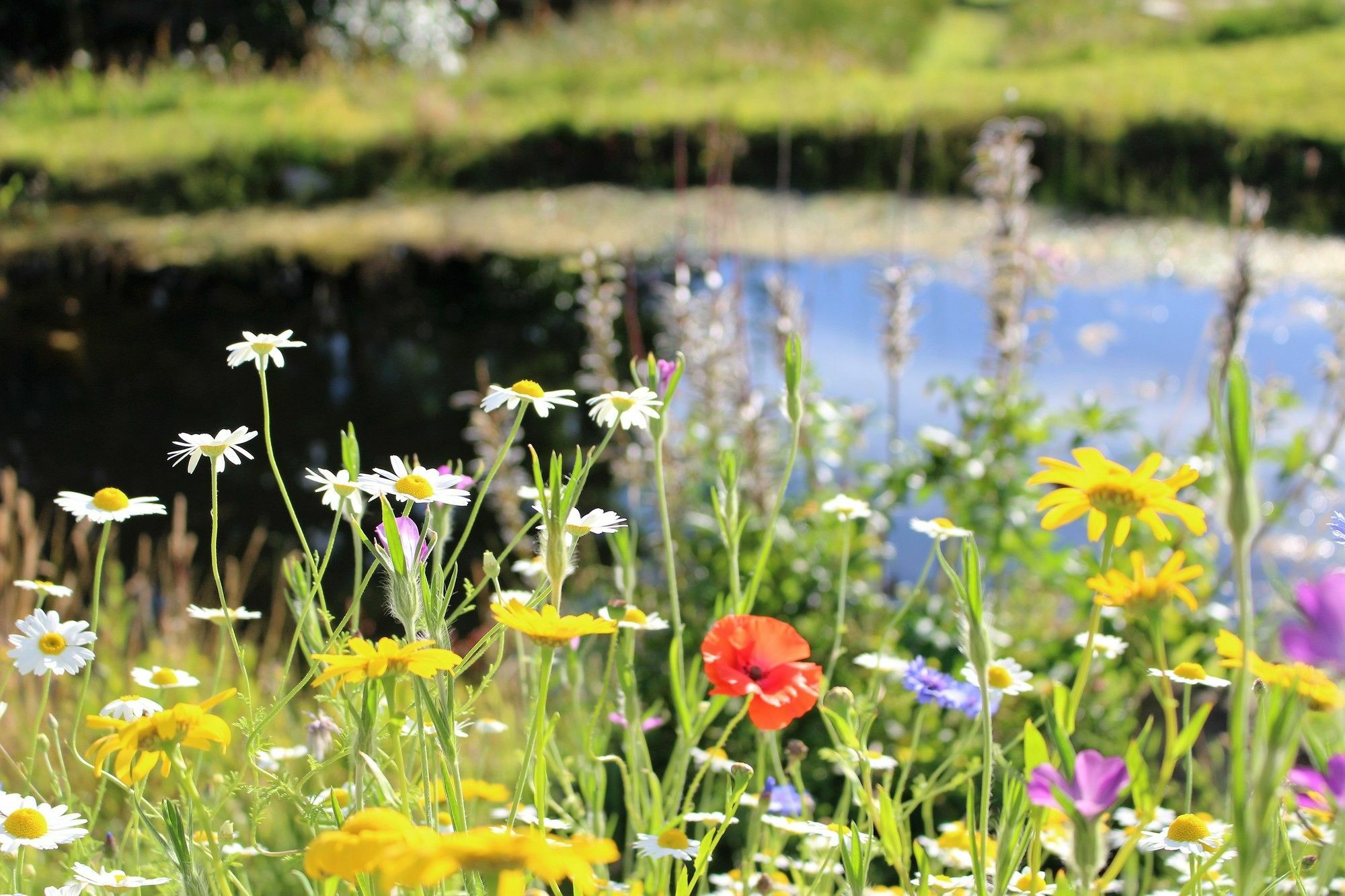 Torran View Bed & Breakfast Drumnadrochit Bagian luar foto